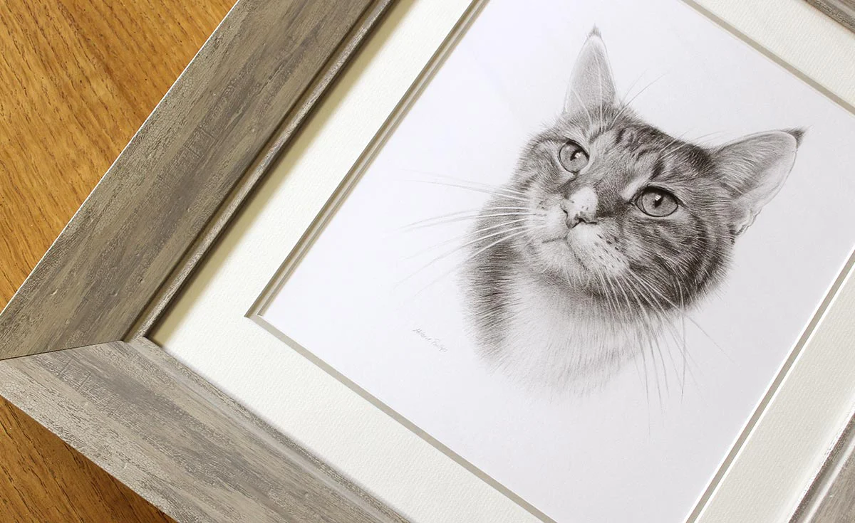 Framed Pencil Portrait of a Cat Framed pencil portrait of a cat, showcasing the finished artwork.