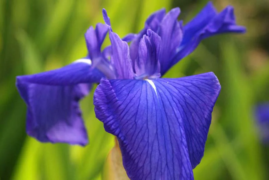 Cottage Garden: Irises Purple and yellow Iris flowers growing in the cottage garden pond.