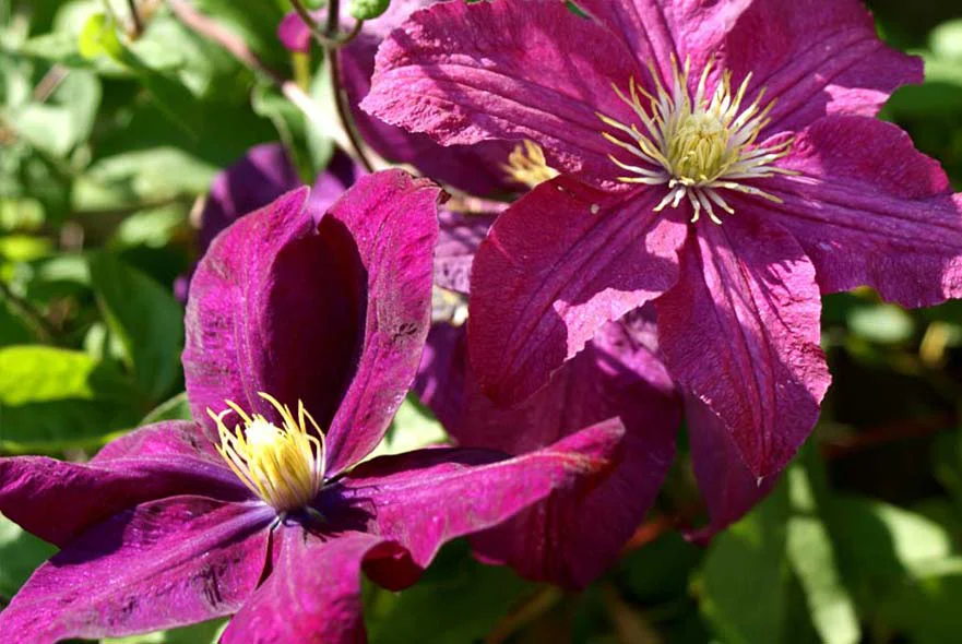 Cottage Garden: Clematis Pink Clematis flowers trailing and blooming in the cottage garden.