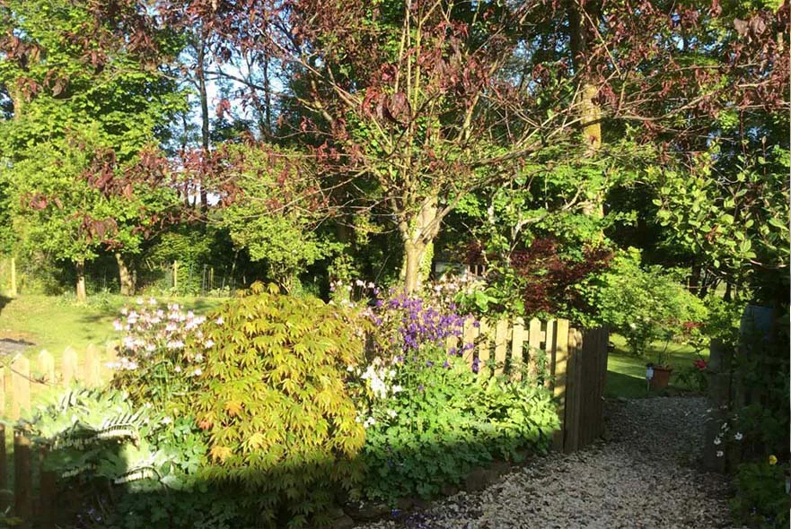 Cottage Garden: Middle Lawns The middle lawns of the cottage garden, showing the path leading down from the picket fence and newly planted trees.