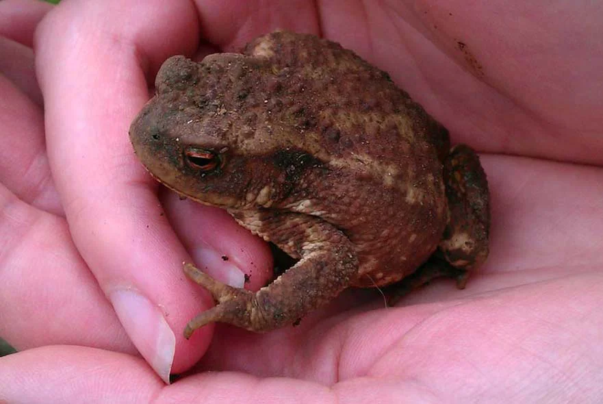 Cottage Garden Wildlife: Toad A large toad found in the cottage garden, illustrating the abundant wildlife.