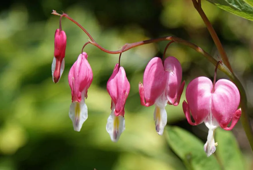 Cottage Garden: Bleeding Hearts Beautiful Dicentra, or Bleeding Heart flowers, blooming in the cottage garden.
