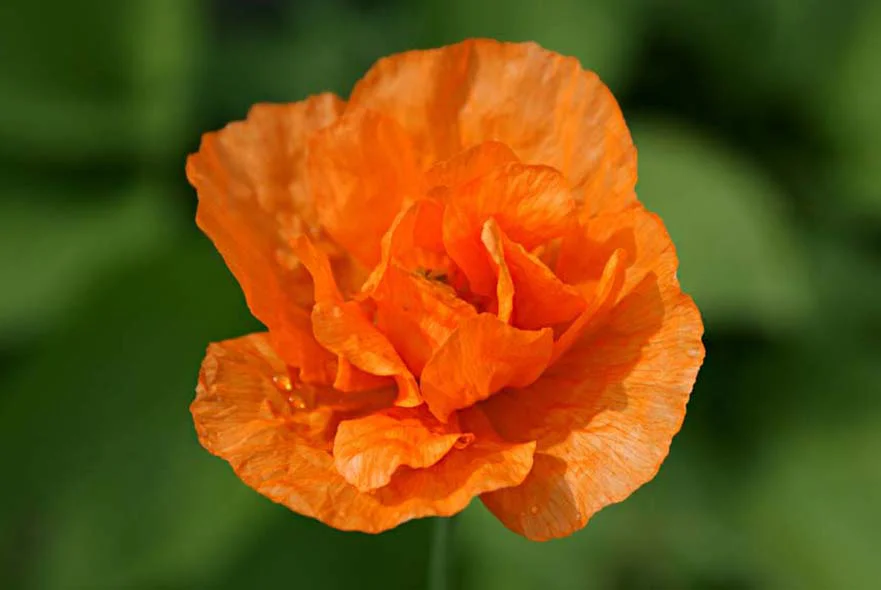 Cottage Garden: Welsh Orange Poppy Vibrant Welsh Orange Poppies blooming in the cottage garden.