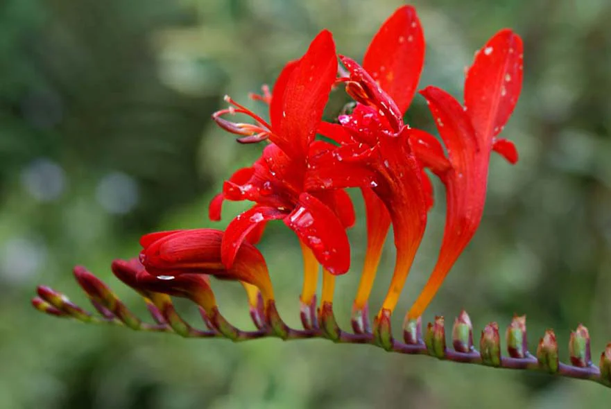 Cottage Garden: Montbretia Close-up of vibrant red Montbretia Crocosima Lucifer flowers in the cottage garden.