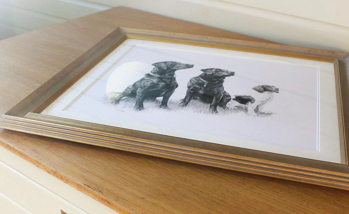 Framed Pencil Portrait of a Black Labrador Framed pencil portrait of a Black Labrador, showcasing the finished artwork.