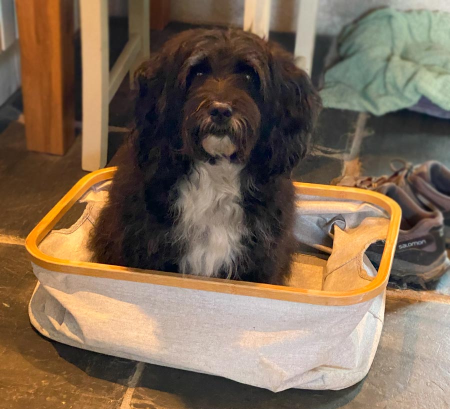 Lily got in the Basket!