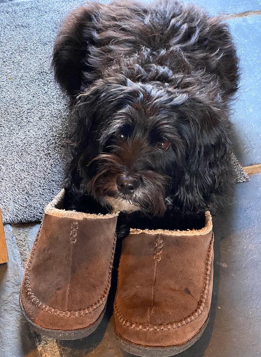 Lily put herself in the Slippers