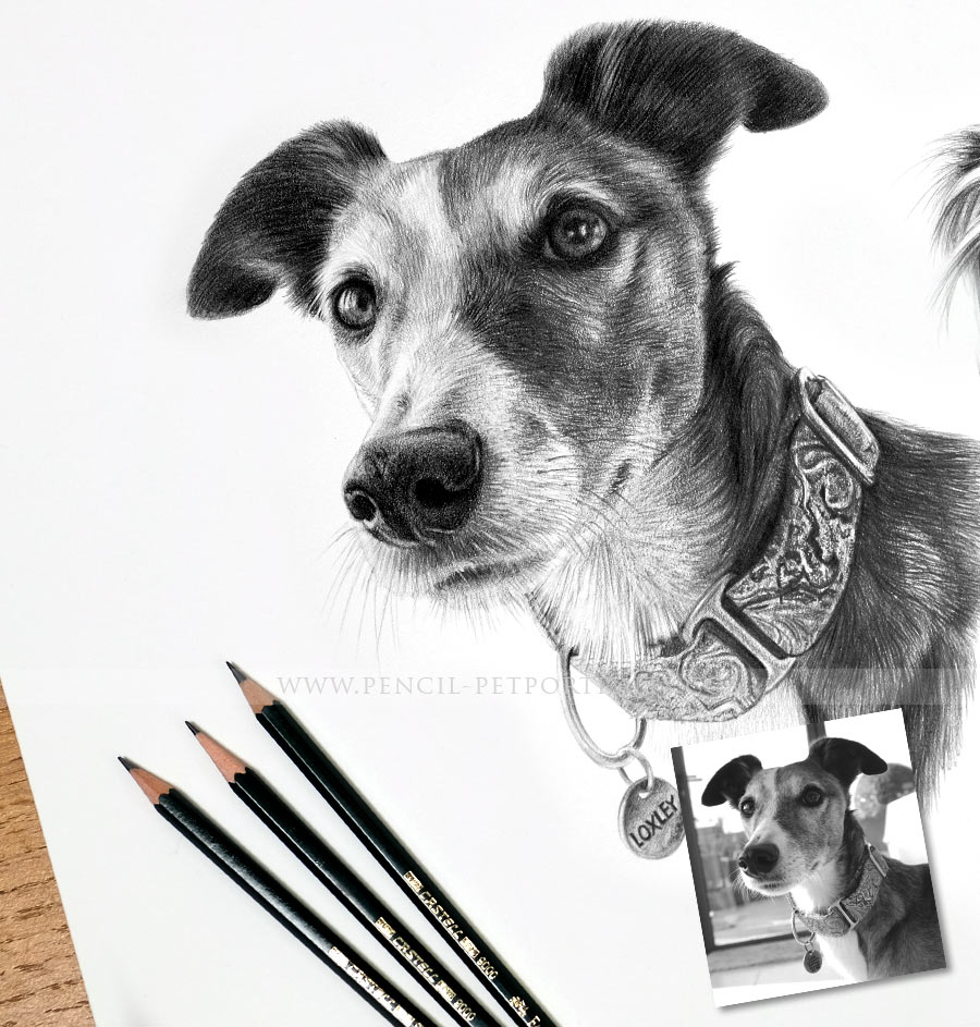 Pet Portraits Prices