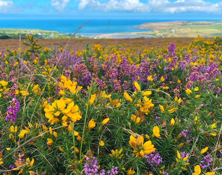 Heather and Gorse in Pembs