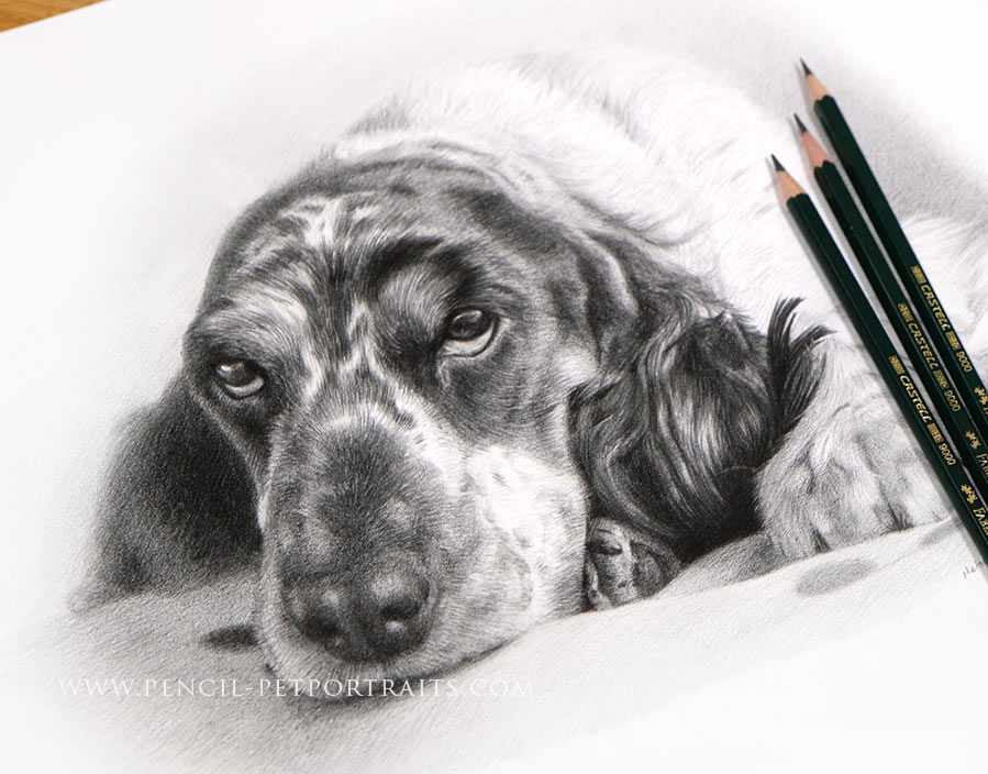 Pet Portraits in Pencil Gallery by Melanie Phillips