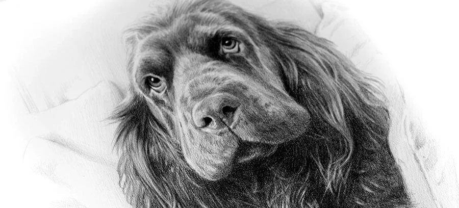 Pencil Pet Portraits Gallery Collection of various pencil pet portraits, showcasing Melanie's gallery.