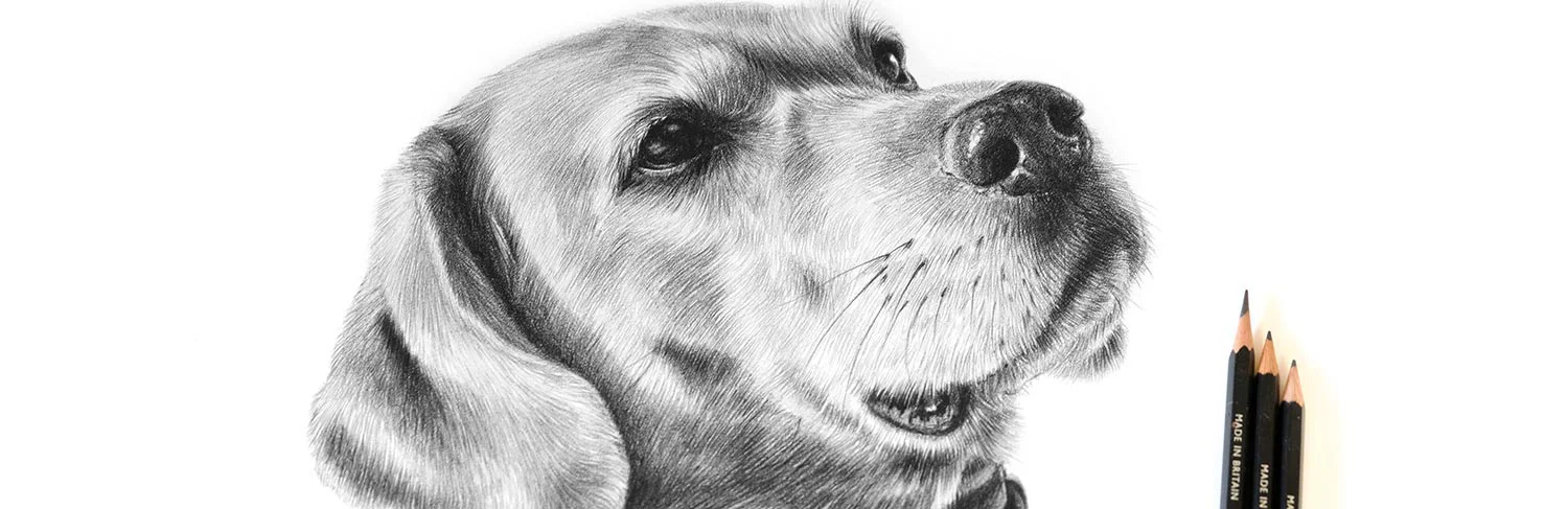 Portrait Creation Process Close-up of an artist's hand drawing a detailed pet portrait in pencil.
