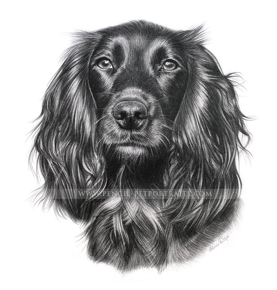 Pet Portraits in Pencil Gallery by Melanie Phillips