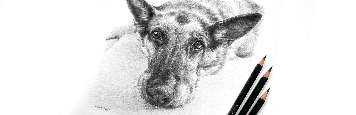 Ready for Shipping Finished pencil pet portrait displayed alongside shipping materials, ready for dispatch.