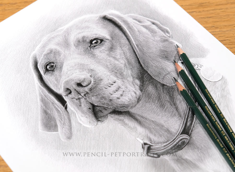 Pet Portraits in Pencil From Your Photos | UK Pencil Portrait Artist