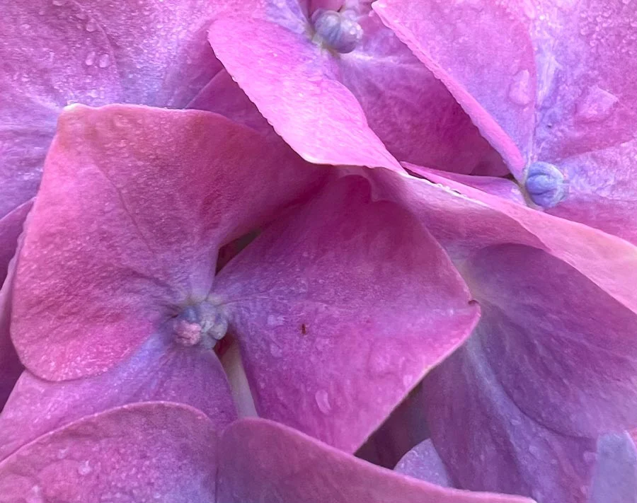 A vibrant purple or blue hydrangea flower in full bloom.