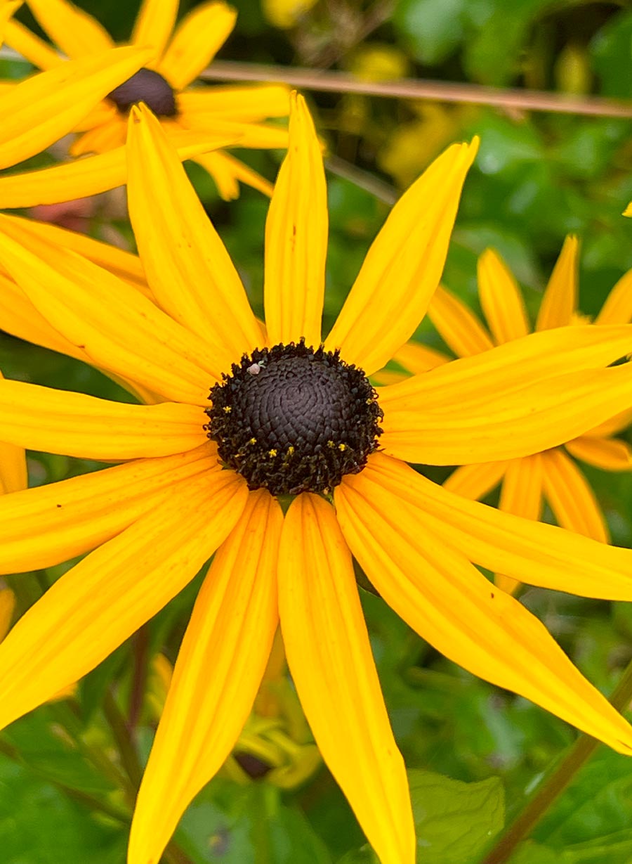 Rudbekia