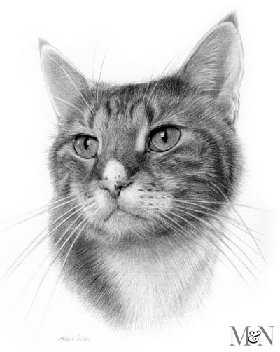 Buy Sketches of Pets Online In India  Etsy India