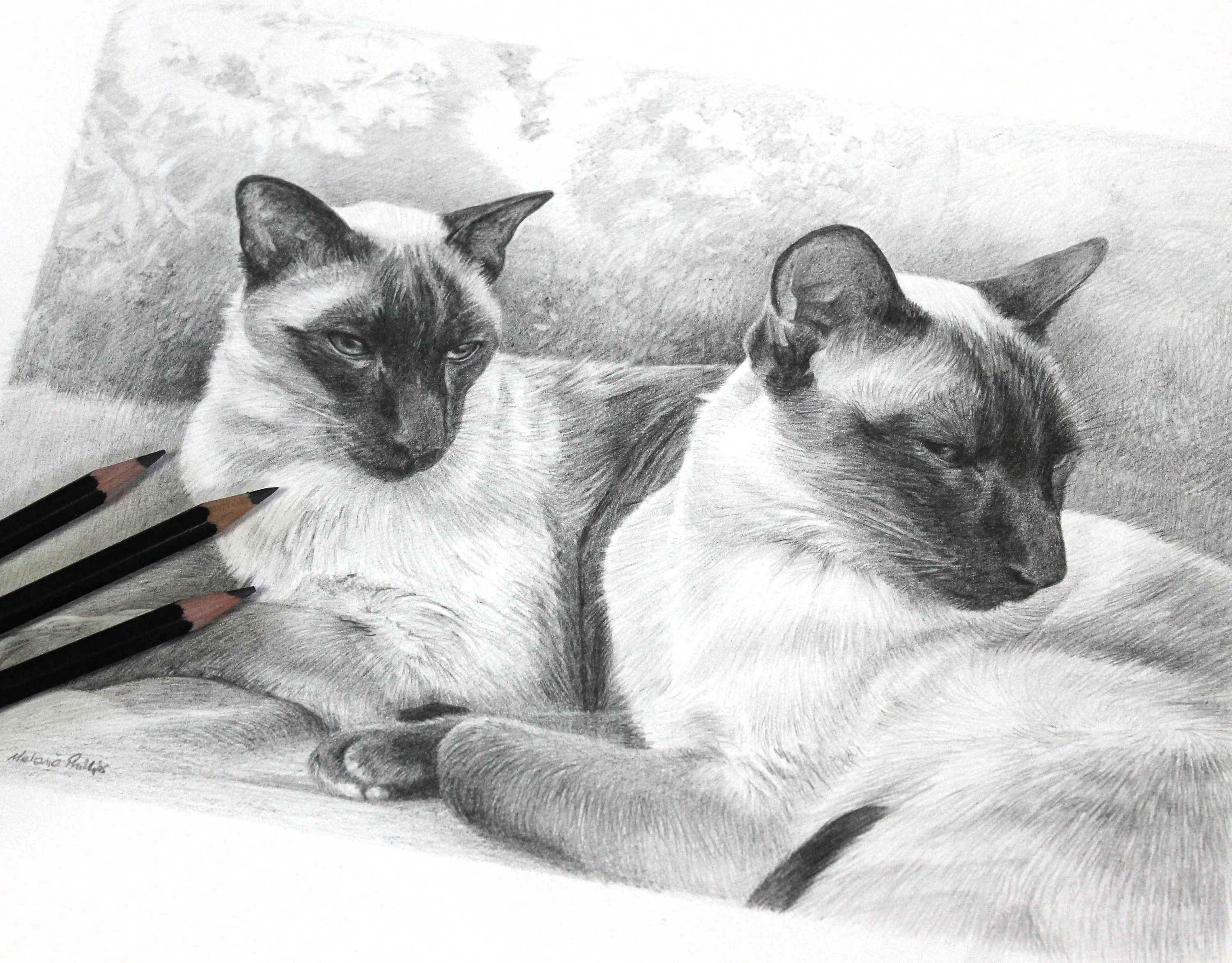 Angled view of the Siamese cat pencil drawing, showing the texture of the artwork.