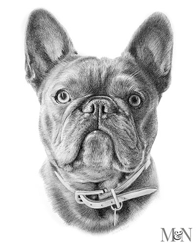 Pet Portraits in Pencil - Buy Your Dog Portrait in Pencil Here