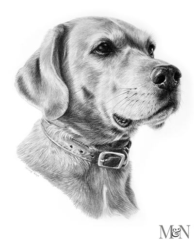 Custom portrait  This is a sample work for pencil portrait drawing You  can order your customised por  Realistic animal drawings Pets drawing  Dog portraits art