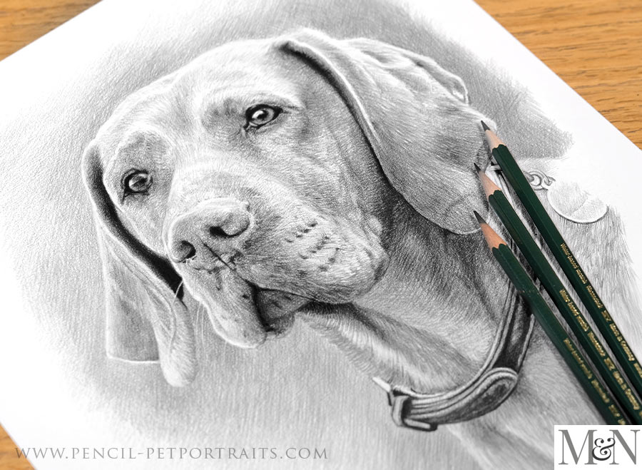 dog sketches pencil