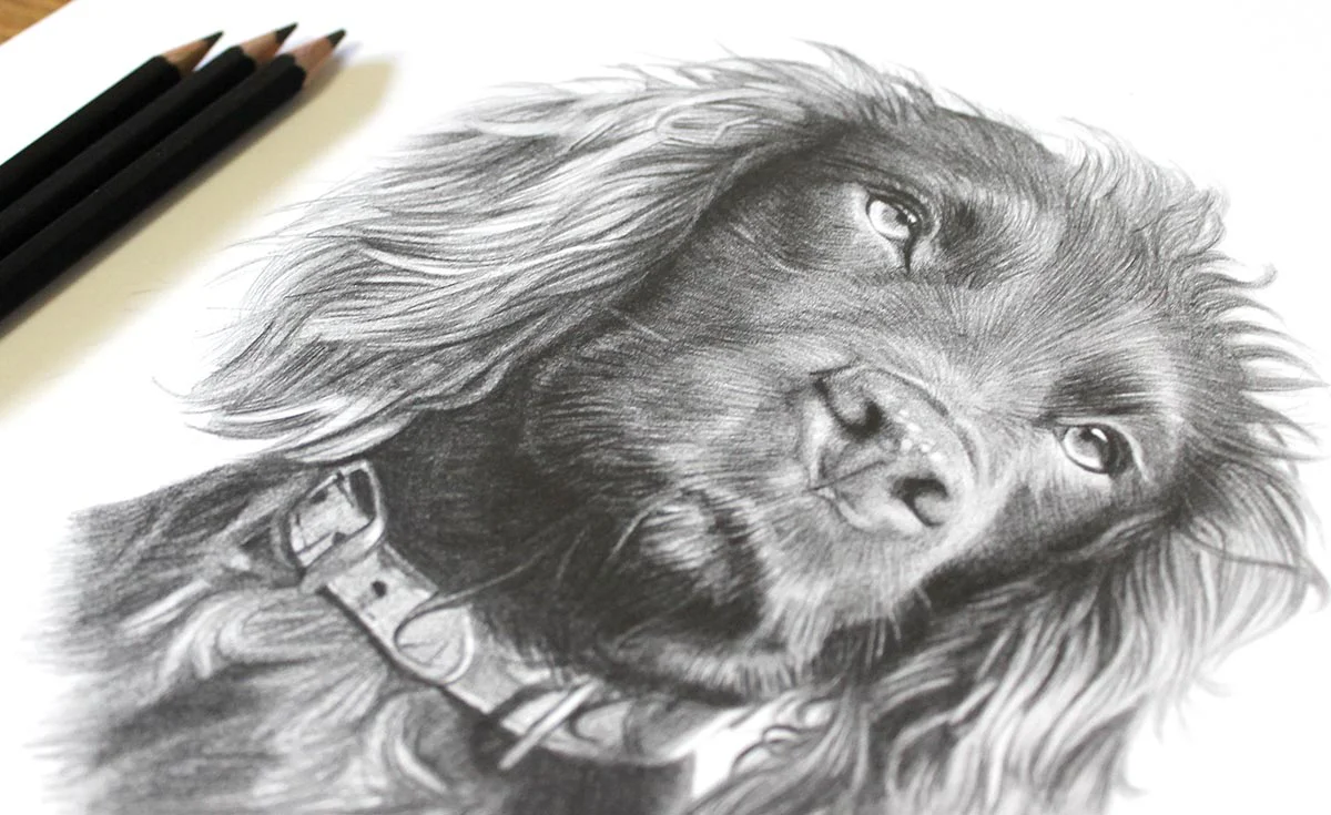 Cocker Spaniel Pet Portrait by Melanie Phillips Detailed pencil drawing of a Cocker Spaniel by Melanie Phillips, focusing on facial expression.