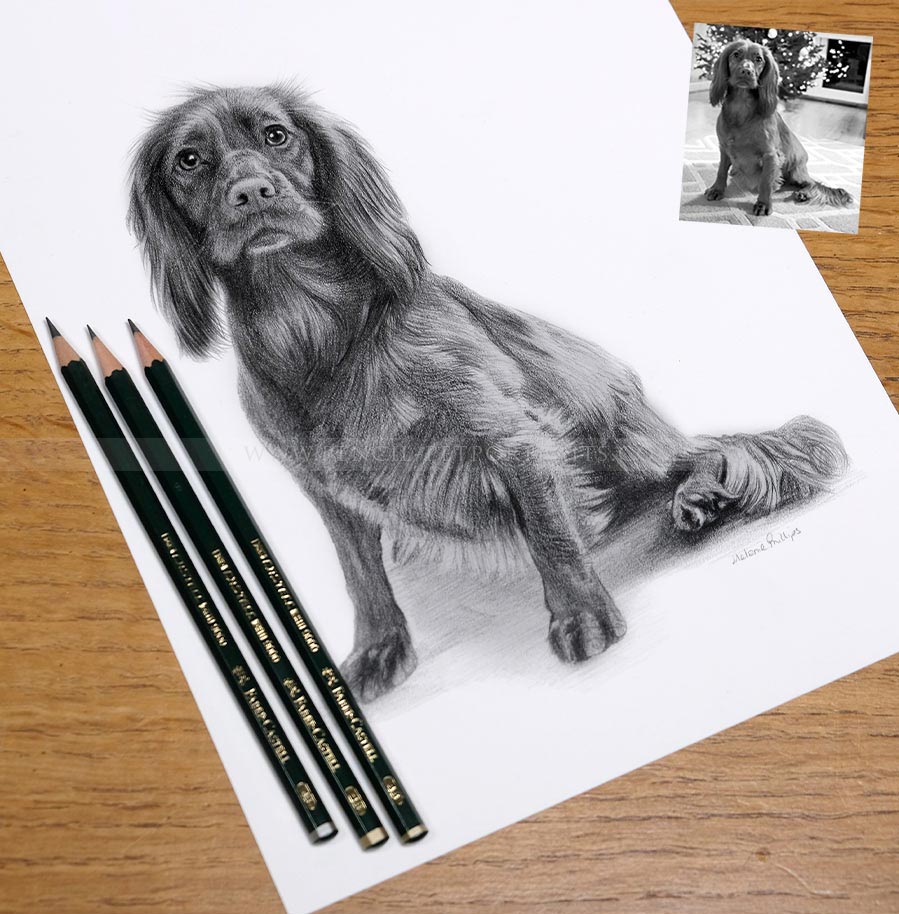 Pencil Pet Portrait 1