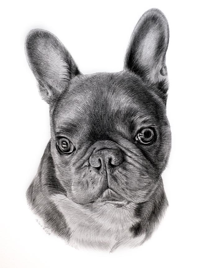 Pencil Pet Portrait 2