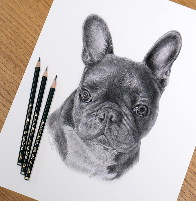 Pencil Pet Portrait 6