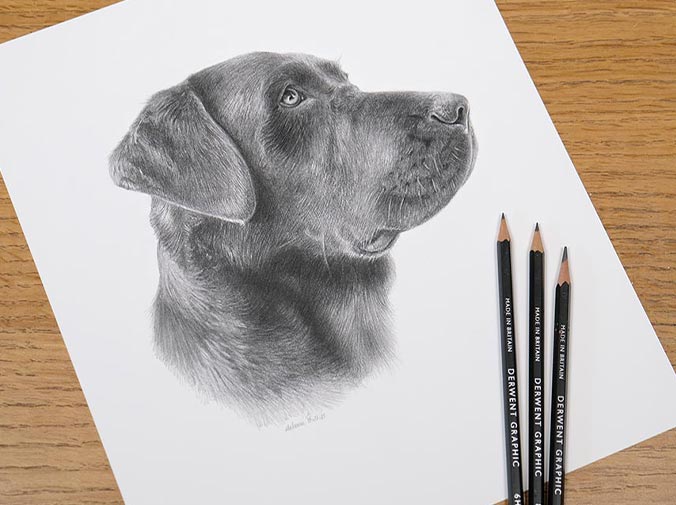 Pencil Pet Portrait 2