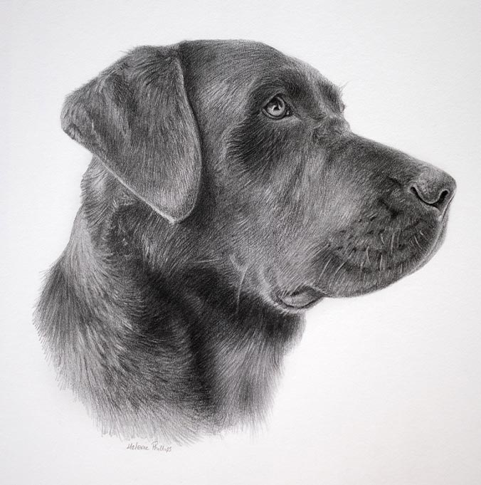 Pencil Pet Portrait 3