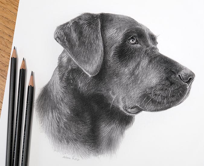 Pencil Pet Portrait 4