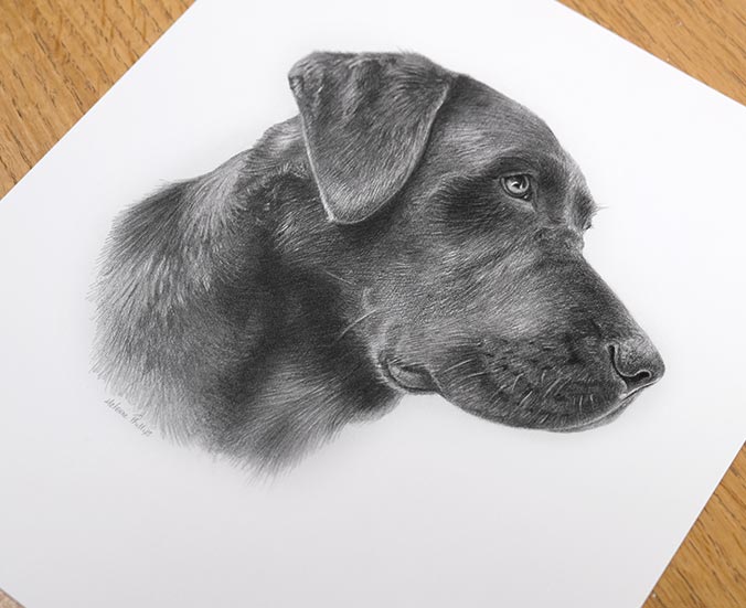 Pencil Pet Portrait 1