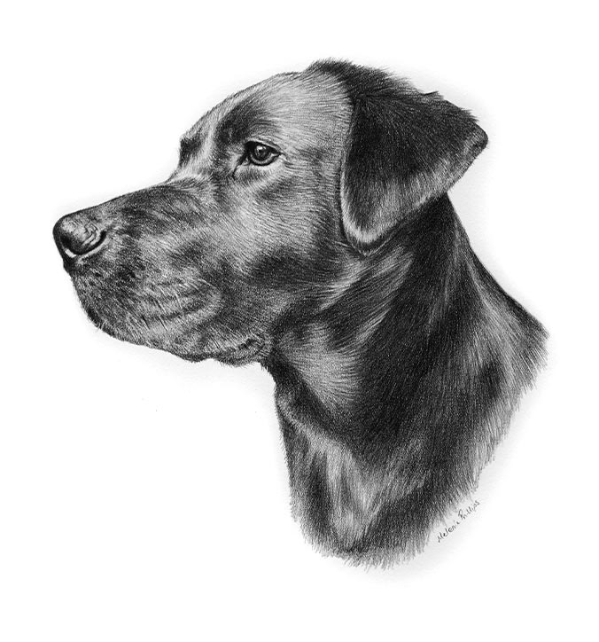 Pencil Portrait of Betty 1