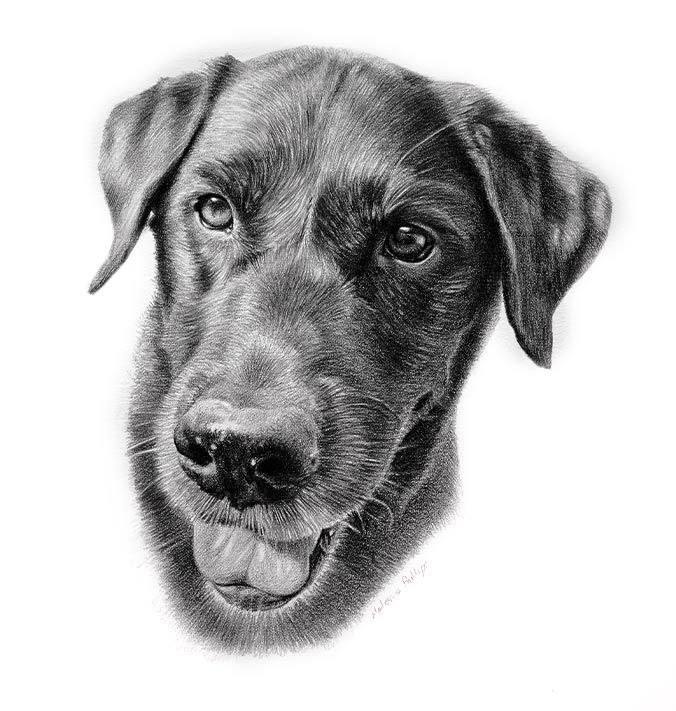 Pencil Portrait of Beano 1