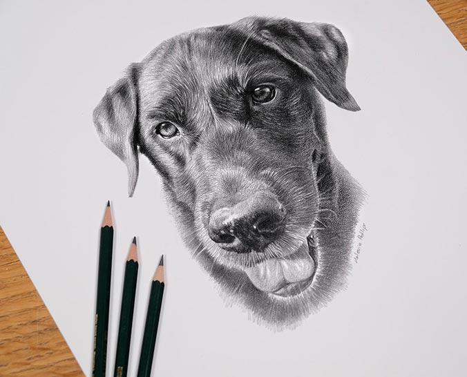 The Pencil Portrait of Beano