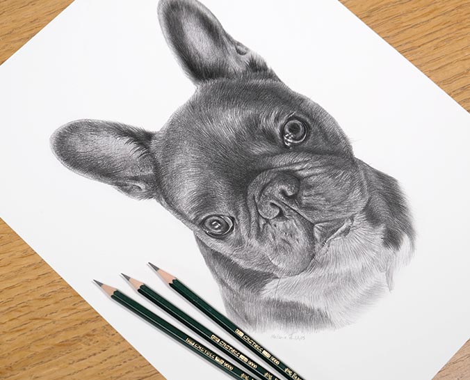 Pencil Pet Portrait 1