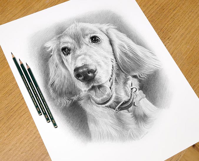 Pencil Pet Portrait 1