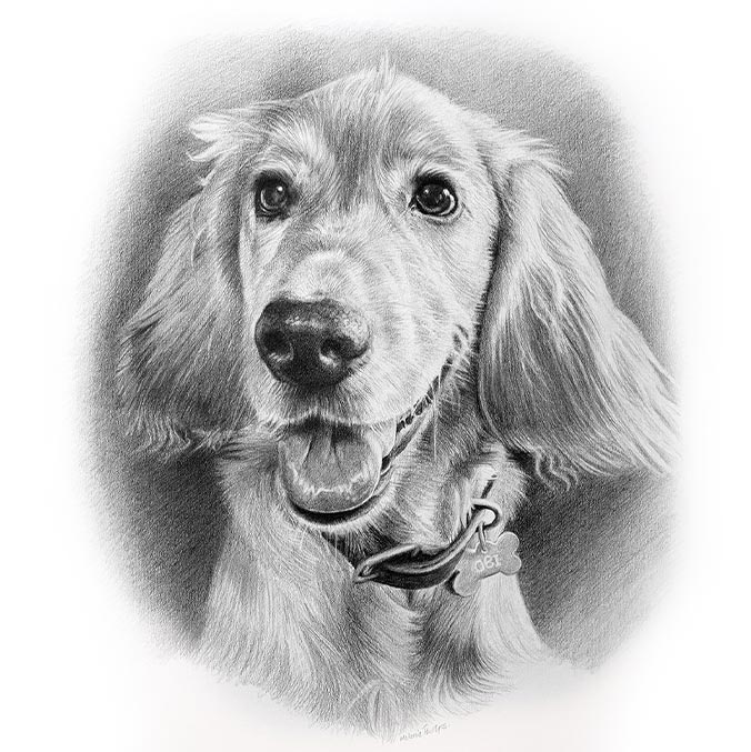 Pencil Pet Portrait 2