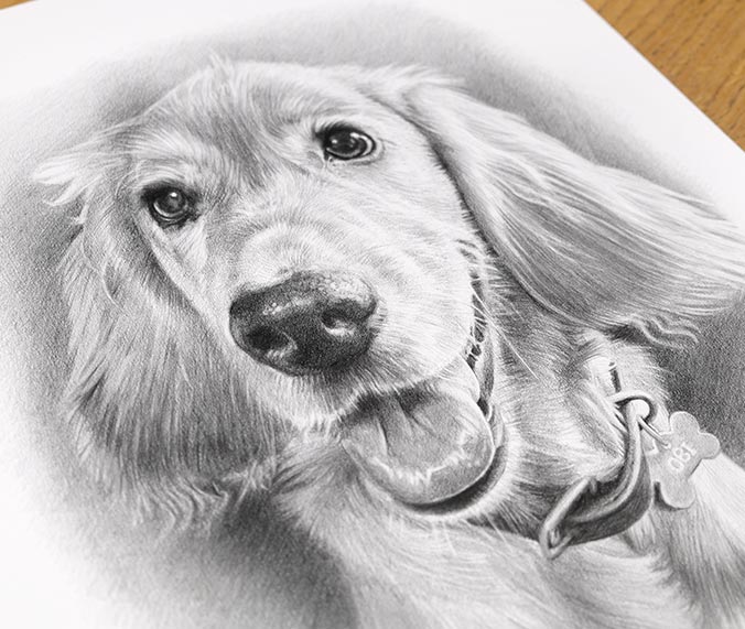 Pencil Pet Portrait 4