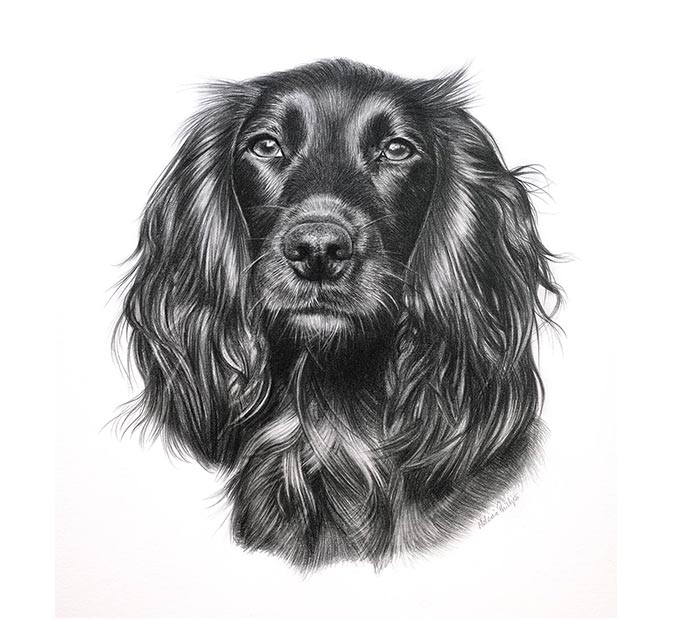 Pencil Pet Portrait 1