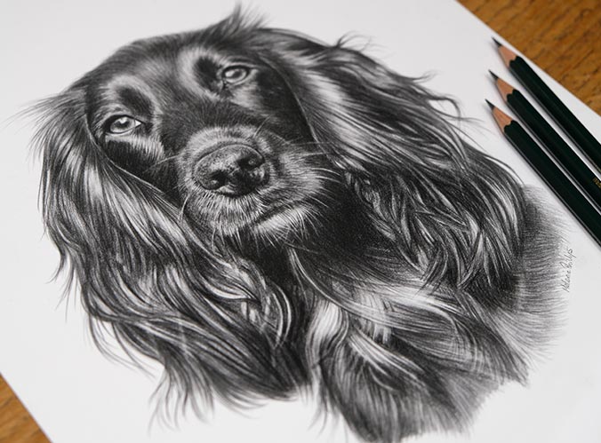 Pencil Pet Portrait 4