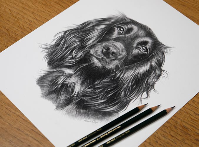 Pencil Pet Portrait 5