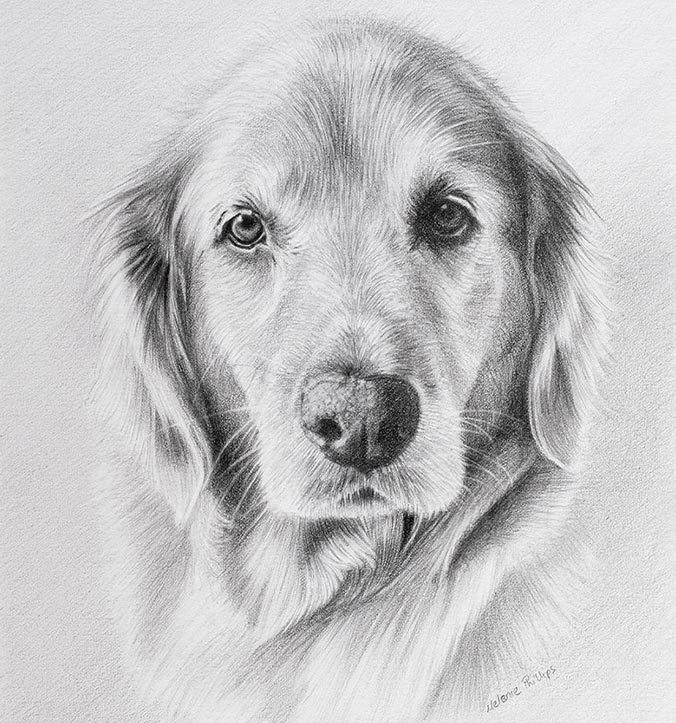 Golden Retriever Portrait of Sam